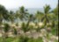 Palm Trees, Barbados