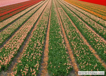Tulip Season, Netherlands