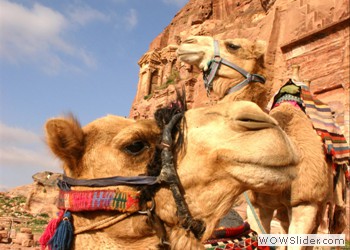 Camels in the Desert