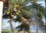 Mexican Palm Trees Puerto Vallarta, Mexico